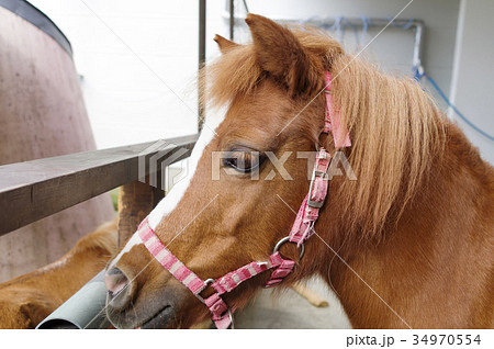 飼育されている馬 ポニー 横顔の写真素材