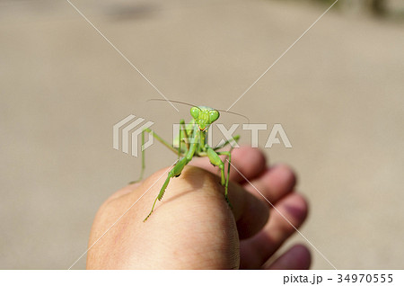 手の上に乗るウスバカマキリ 正面から 34970555