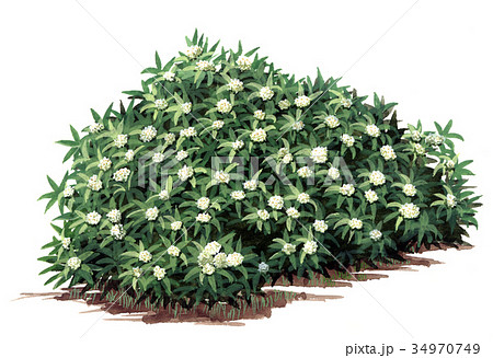 ジンチョウゲ　チンチョウゲ 　沈丁花の精密植物画 34970749