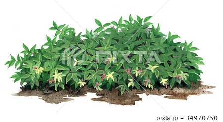 セイヨウイワナンテンの精密植物画 34970750