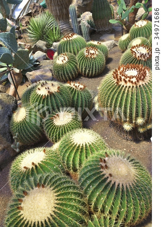 伊豆シャボテン動物公園のサボテン金鯱 34971686