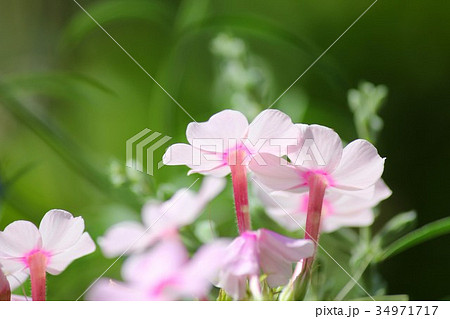 花魁草 花魁草 34971717