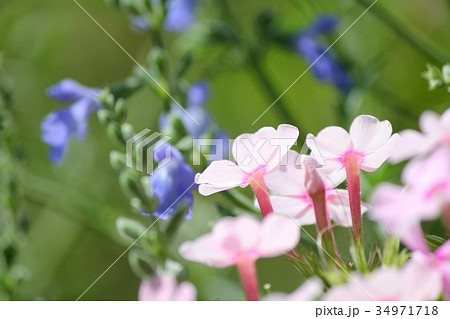 花魁草 花魁草 34971718