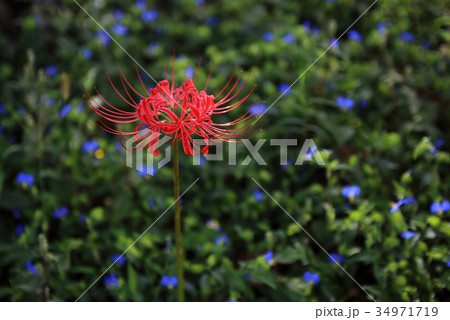 彼岸花と露草 34971719