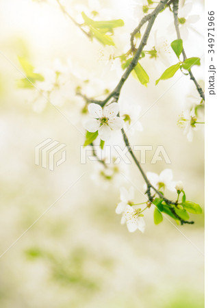 Blooming twig of fruit tree in the garden 34971966