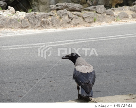 イタリアのカラス 34972432