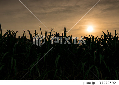 silhouette sugar cane  34972592