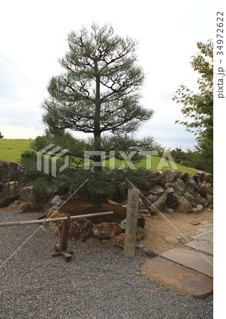 東郷元帥手植松 将軍塚 東郷元帥手植松 将軍塚 34972622