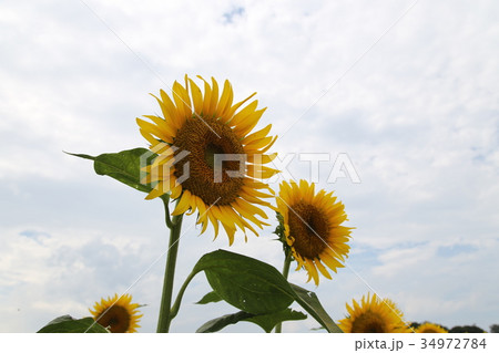 ひまわりの花(1) 34972784
