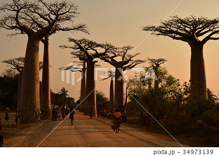 マダガスカル　バオバブ街道_02 34973139