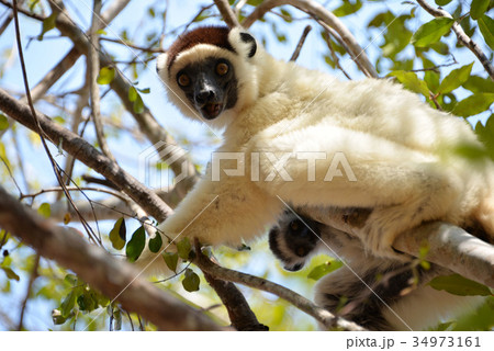 マダガスカル　バオバブ街道_10 34973161
