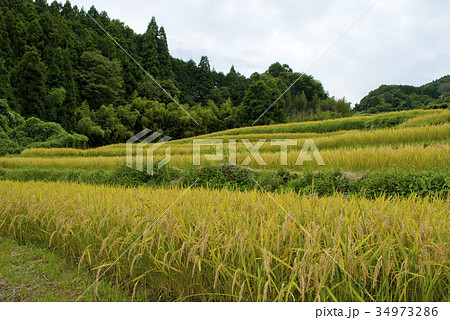 長谷の棚田 34973286