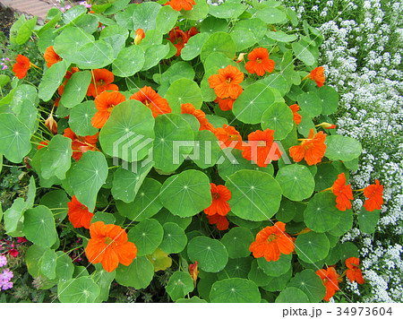 花壇のキンレンカ 花壇のキンレンカ 34973604