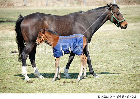 早春の親子馬 早春の親子馬 34973752