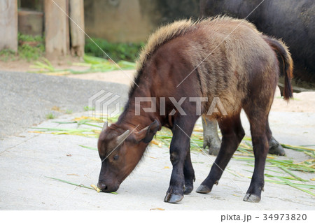 アフリカスイギュウ 34973820