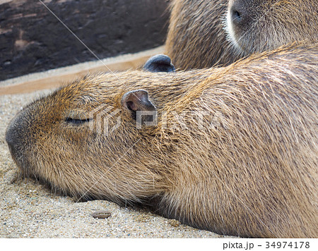 眠るカピバラ 34974178