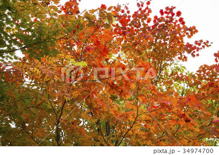 松川温泉の紅葉 松川温泉の紅葉 34974700