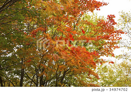 松川温泉の紅葉 34974702