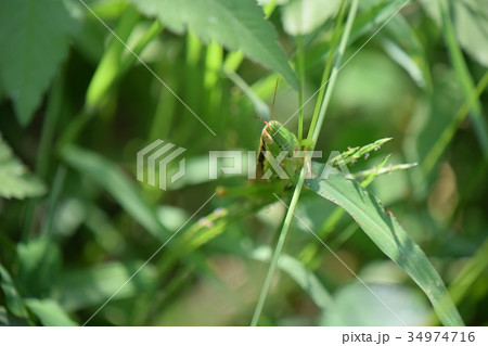 イナゴ イナゴ 34974716