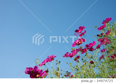 満開のコスモスと秋空のコピースペース 34974725