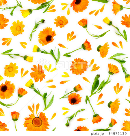 Seamless pattern with flowers marigold  34975139