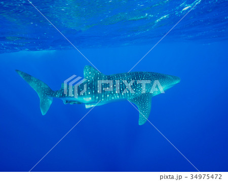 ジンベエザメ 34975472