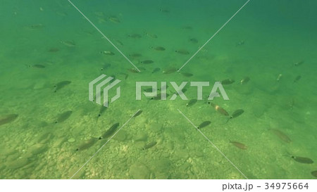 Small fish floating under water. Bottom of the 34975664