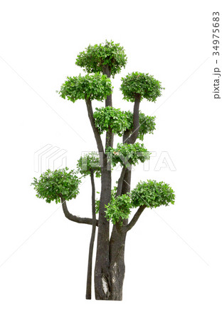 Bonsai Tree Isolated on white background 34975683