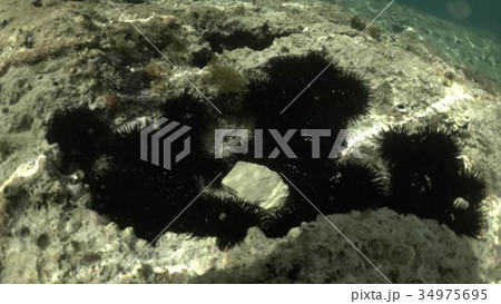 Sea urchins, underwater shot Sea urchins, underwater shot 34975695