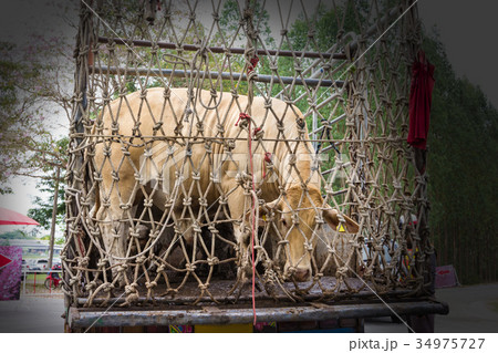 Truck Transport Beef Cattle Cow livestock 34975727