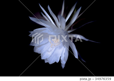 月下美人横 月下美人横 34976359