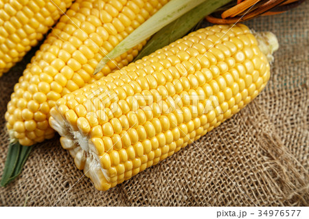 corn cobs on burlap 34976577
