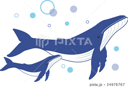 クジラの親子1のイラスト素材 34976767 Pixta