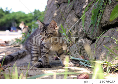 サバトラの子猫 サバトラの子猫 34976982