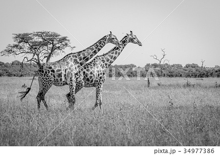 Two Giraffes walking in the grass. Two Giraffes walking in the grass. 34977386