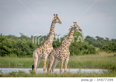 Two Giraffes standing in the grass. Two Giraffes standing in the grass. 34977399