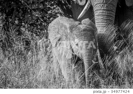 Baby Elephant in between the high grass. 34977424