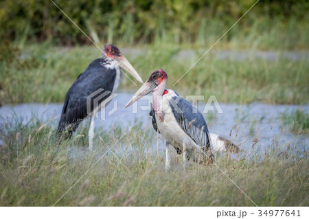 Marabou storks standing next to the water. 34977641