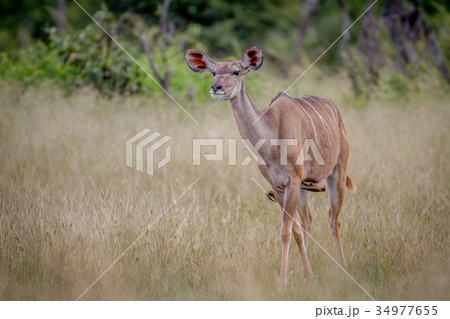 Female Kudu standing in the grass. 34977655