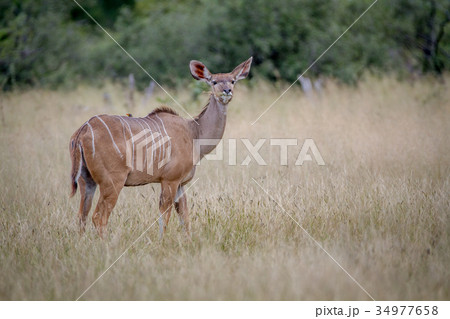 Female Kudu standing in the grass. 34977658