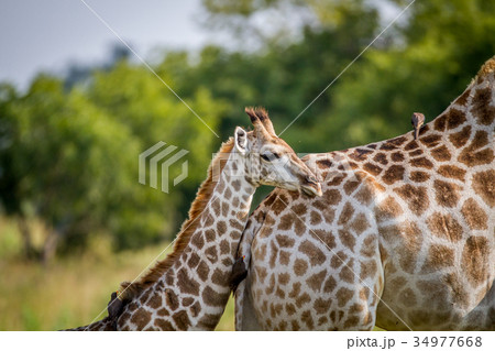 Giraffe young standing with his mother. Giraffe young standing with his mother. 34977668