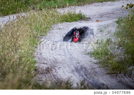 Southern ground hornbill taking a dust bath. Southern ground hornbill taking a dust bath. 34977686