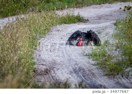 Southern ground hornbill taking a dust bath. Southern ground hornbill taking a dust bath. 34977687