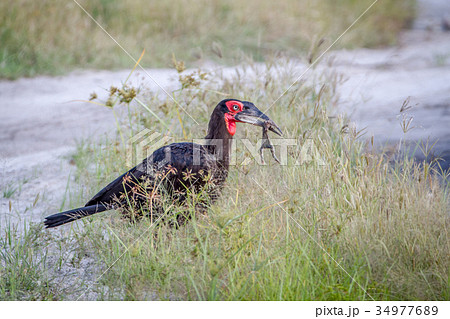 Southern ground hornbill with a frog kill. Southern ground hornbill with a frog kill. 34977689