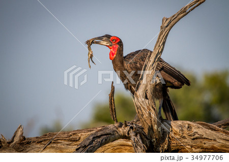 Southern ground hornbill with a frog kill. Southern ground hornbill with a frog kill. 34977706