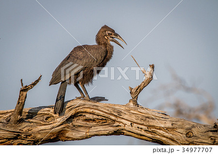 Juvenile Southern ground hornbill in a tree. Juvenile Southern ground hornbill in a tree. 34977707
