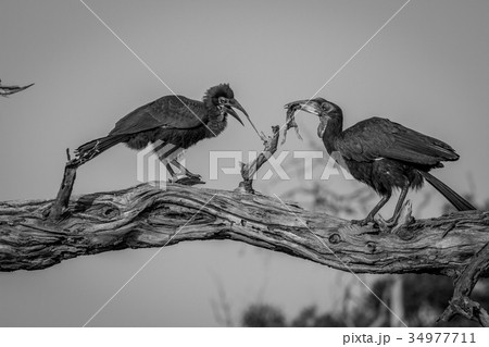 Southern ground hornbill feeding frog to juvenile. Southern ground hornbill feeding frog to juvenile. 34977711