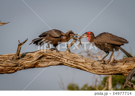 Southern ground hornbill feeding frog to juvenile. Southern ground hornbill feeding frog to juvenile. 34977714