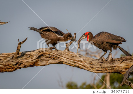 Southern ground hornbill feeding frog to juvenile. Southern ground hornbill feeding frog to juvenile. 34977715