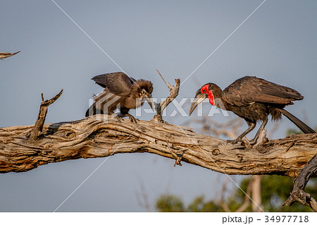 Southern ground hornbill feeding frog to juvenile. Southern ground hornbill feeding frog to juvenile. 34977718